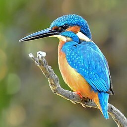 A Common Kingfisher, with blue and orange feathers.