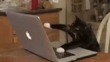 Cats Typing